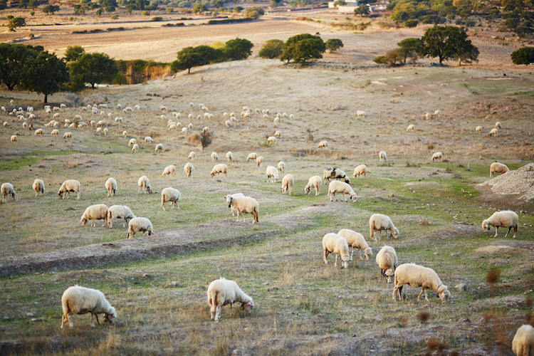 Viehhaltung mit RFID